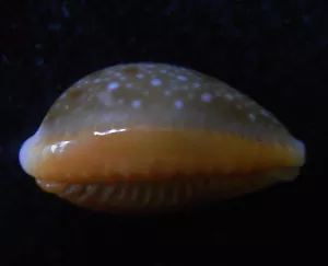 Gema Seashell Cypraea helvola MUY OSCURA 17-20 mm - Imagen 1 de 3