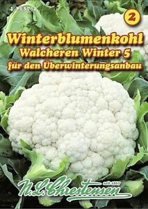 Winterblumenkohl, für Überwinterungsanbau: Saatgut, Samen