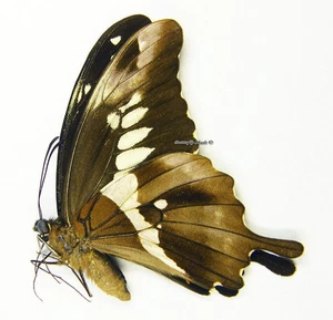 Unmounted Butterfly/Papilionidae - Papilio euphranor, RARER, M, A1/A- - Picture 1 of 1