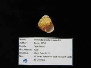 Landschnecke Polymita brocheri ovandoi 16,6mm ID#9545 - Bild 1 von 4