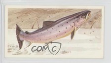 1990 Brooke Bond A Journey Downstream Tea Salmon #23 0y5