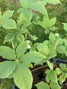 Sibirischer Ginseng, Eleutherococcus senticosus - Bild 1 von 3