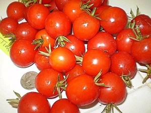 Tiny Tim larger cherry tomato heirloom non-gmo HEAVY PRODUCER GREAT FLAVOR  - Picture 1 of 12