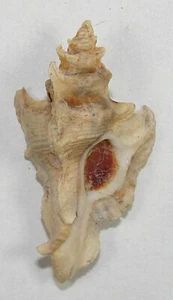MUREX AKATION 33.88mm BEAUTIFUL SPECIMEN Nickol Bay, Western Australia - Picture 1 of 2