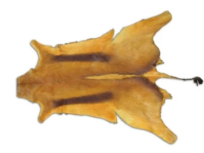 Оранжевый Springbok кожи большой твердый специи оранжевый африканская антилопа бакскин кожи - Изображение 1 из 4