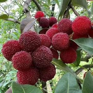 Waxberry 20 Samen - Myrica Rubra - Chinesische Erdbeere - Bayberry Bio- ▽ - Picture 1 of 18