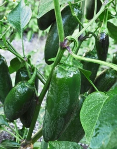 25 Classic Fresh Harvest of Early Jalapeno Premium Pepper Seeds-B 29 - Picture 1 of 10