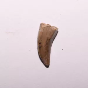 Nanotyrannus Dente con Dentellature Affilate - Formazione Hell Creek Cretaceo - Foto 1 di 12