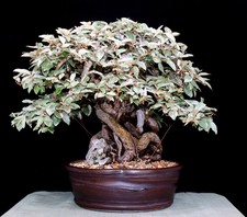 40 Semi Elaeagnus augustifolia Pianta ideale Bonsai prebonsai seeds korn semilla