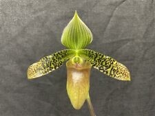 New listing
		Paph. Duguesclin (sukhakulii x mohrianum) Paphiopedilum Orchid Plant