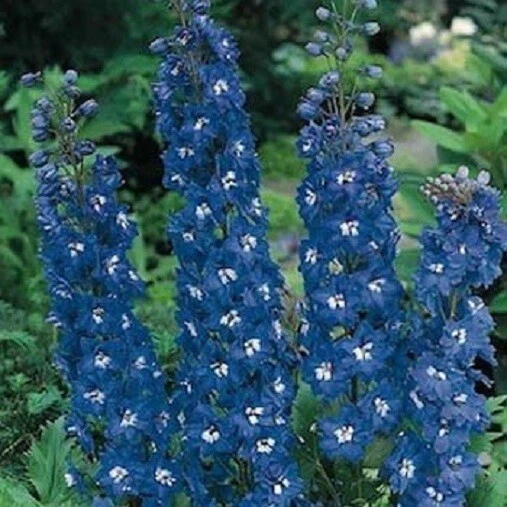 50 Delphinium Seeds Pacific Giant Blue Bird Flower Seeds (Perennial)  - Image 1 of 1