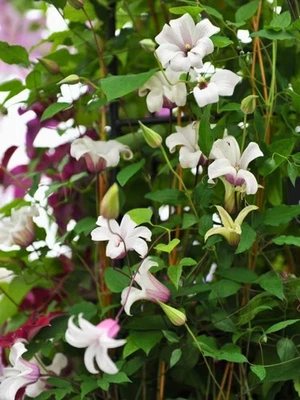 BOHLKEN BAUMSCHULEN Texanische Waldrebe 'Princess Kate' | Clematis texensis 'Princess Kate'