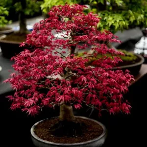 Acer palmatum Atropurpureum (Purple Japanese Maple) 10 Tree Seeds-RARE Bonsai UK - Picture 1 of 4