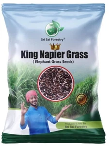 Napier Grass Seeb, Elephant Grass, Pennisetum purpureum,King Napier 100 gram - Picture 1 of 6