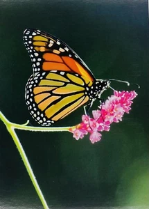 Greeting Card Monarch Butterfly On Milkweed Close Up View Nature Farm P1 - Picture 1 of 3