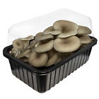 Mushroom Growing Kit | Grow Your Own Fresh Mushrooms, Step by Step | 3L Tub