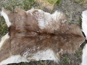 Echte Ziegenfelle Ziegenfell Fell Stark Beschädigt Große Auswahl Schnäppchen - Bild 1 von 3