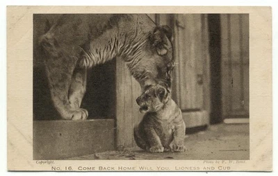 Zoological Society Of London Regent's Park Lioness and Cub Lion No. 16 Postcard - Image 1 of 2