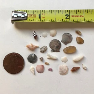 Lot of ULTRA MINI Dollhouse Miniature Natural FL Sea Shell Small Craft Seashells - Picture 1 of 7