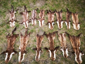 Echte Marder Felle Marderfell Steinmarder basteln Larp Deko 2. Wahl schnäppchen - Picture 1 of 9