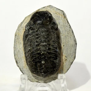 Fósil de trilobites Phacops de 20 g en matriz piedra mineral del período Devónico - Marruecos - Imagen 1 de 4