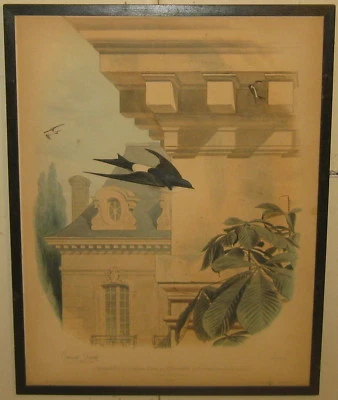 Antigua LITOGRAFÍA 1857 EDOUARD TRAVES 'L'Hirondelle' cola blanca golondrina pájaro Foto 1 de 4