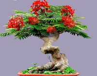 Bonsai Flamboyant Flame Tree Seeds to Grow | 10 Seeds | Delonix regia, Prized