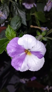 Achimenes "Purple Mystery", 2 Rhizome - Bild 1 von 9