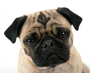 CARA DE PERRO CARG - PRIMER PLANO - LINDO - GRAN IMAGEN DE ALTA CALIDAD EN UNA ALFOMBRILLA/ALMOHADILLA - Imagen 1 de 1