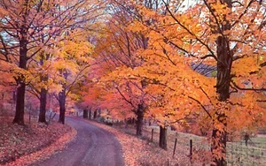 Sonata de otoño, obra del creador, UNP, EN MUY BUENA CONDICIÓN -- POSTAL - Imagen 1 de 2