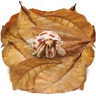 10 Pack Large Hermit Crab Catappa Indian Almond Leaves, 7-9 inches Long, Drie...