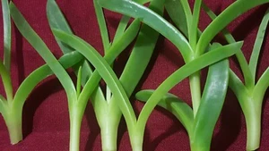 Live Ice plants Delosperma Coastal Pig face succulents 6 cuttings 3" to 4" long - Picture 1 of 5