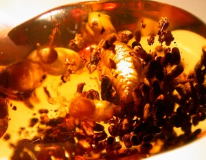 2 Methane Termites with LOTS of Coprolites in Dominican Amber Fossil Gemstone - Picture 1 of 13