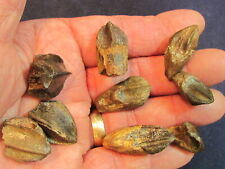 Dinosaur Fossil Hell Creek Formation Triceratops Crowns (9)