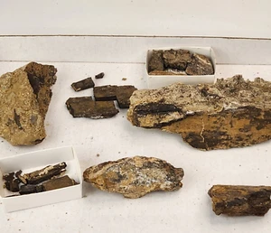 Sauropod Rib Fossil Prep Projects - Morrison Fm. - Self Dug - Big Horn Co., WY - Picture 1 of 20