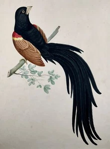 1790 ca Giuseppe Troni (1739-1810), Paradise Bird, large format gouache, bird - Picture 1 of 6