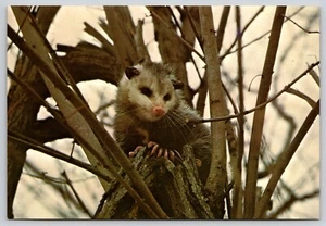 Postcard Opossum Shenandoah National Park Virginia Didelphis marsupialis - Picture 1 of 2