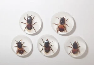 Insect Cabochon Honey Bee Apis mellifera Round 19 mm on white 10 Pieces Lot - Picture 1 of 10