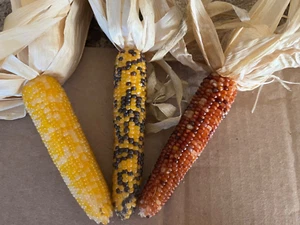 Mini Indian Corn, Lot 15 pieces 4" to 5" Decoration Halloween Fall - Picture 1 of 3