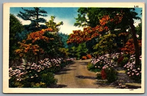 Postcard c1940s Scenic Nature View Trees and Flowers Unused - Picture 1 of 2