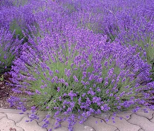 LAVANDA INGLESA Lavandula angustifolia - 10.000 semillas a granel - Imagen 1 de 1
