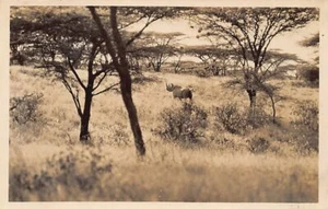 Kenya - Rhinoceros - REAL PHOTO - Publ. unknown - Picture 1 of 2