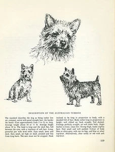 AUSTRALIAN TERRIER VINTAGE 1963 PRINT SKETCH PAGE ARTIST BRIDGET OLERENSHAW - Picture 1 of 1