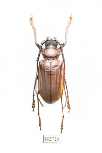 BEETLE, INSECT - H2721. Cerambycidae- BIG 47MM, VIETNAM - Picture 1 of 3