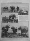 1914 ELEPHANT MENAGERIE CIRQUE HAGENBECK 5 JOURNAUX ANCIENS