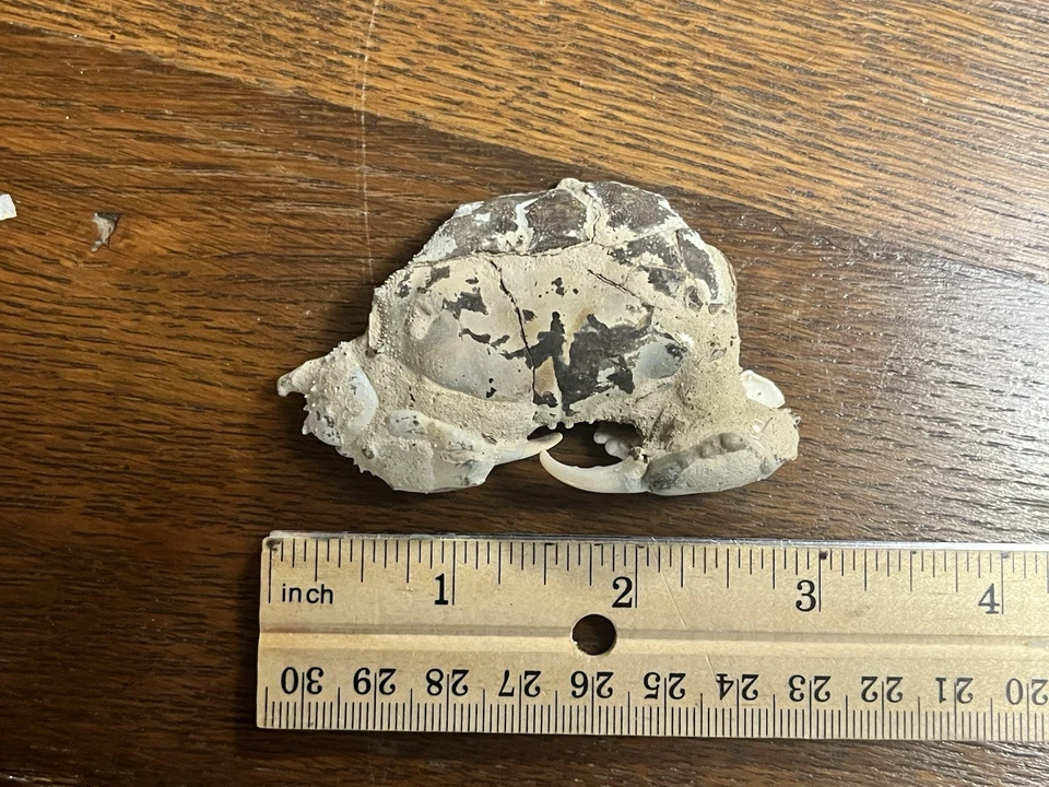 Cretaceous Crab Fossil! - Image 1 of 4