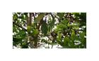 10x Acacia cincinnata Baum Garten Pflanzen - Samen ID1051