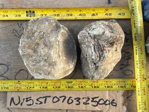 Stromatolite fossil Wyoming 4 Pounds 4 Ounces - Picture 1 of 7