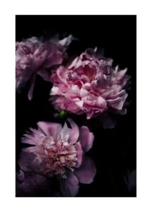 Poster Blumen Moderner Druck Parfüm Zimmer Einrichtung Druck Wall Art Floral - Bild 1 von 17