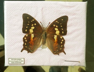 Nymphalidae POLYURA GAMMA****hembra*** Nueva Caledonia (papelado) - Imagen 1 de 2